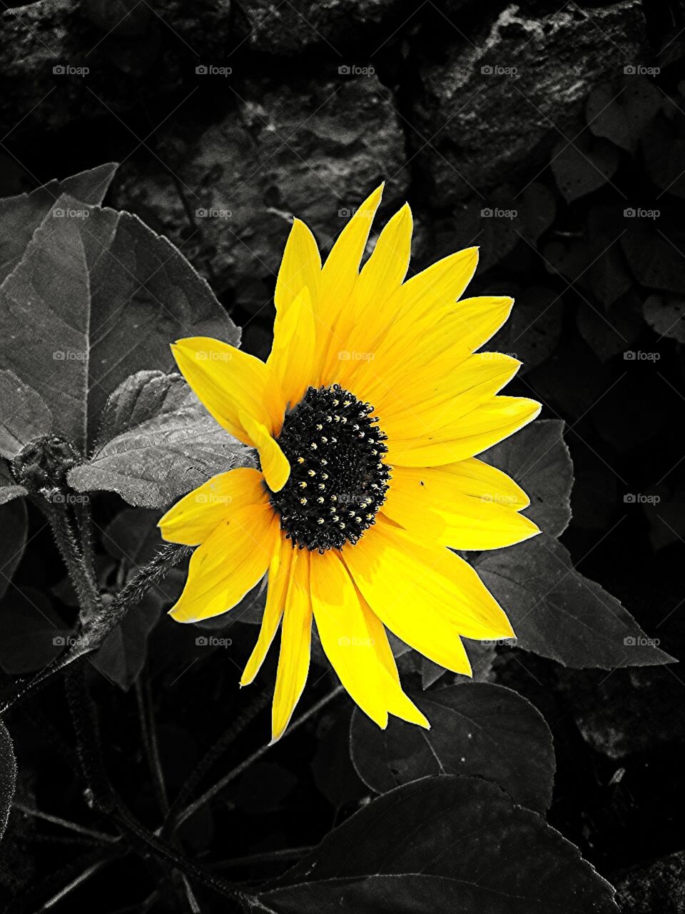 sunflower . pretty flower I snapped and edited with my phone 