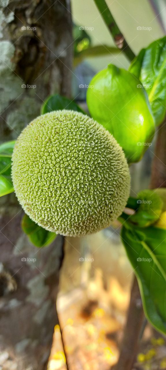 Nice texture of budding jackfruit seems nice.