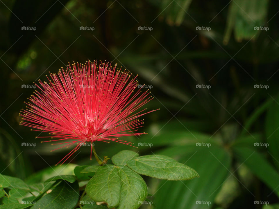 Red powder puff flower