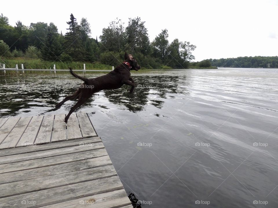 Chocolate lab jumping off of a dock into a lake in the UP of Michigan