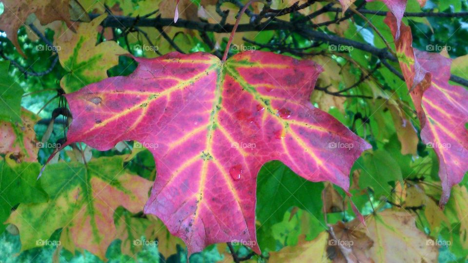 Leaf, Fall, Maple, Flora, Nature