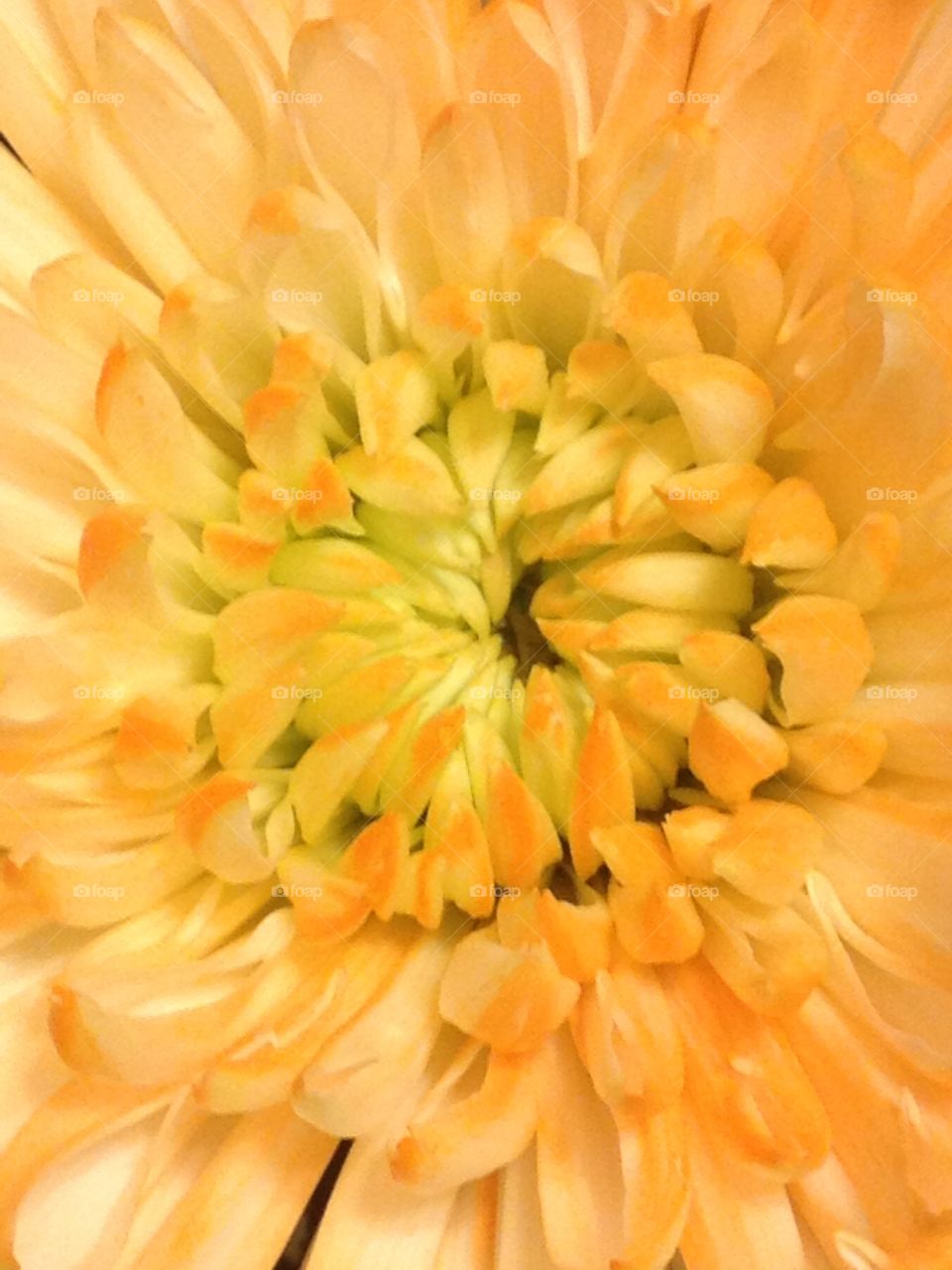 World in Macro - White and Yellow Chrysanthemum