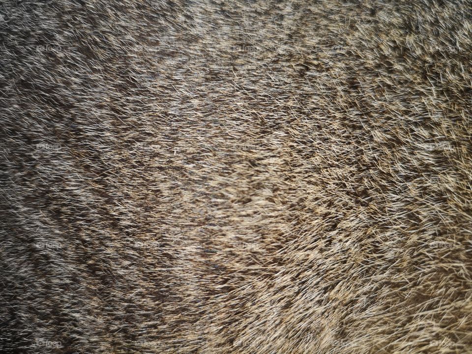 Beautiful cat fur