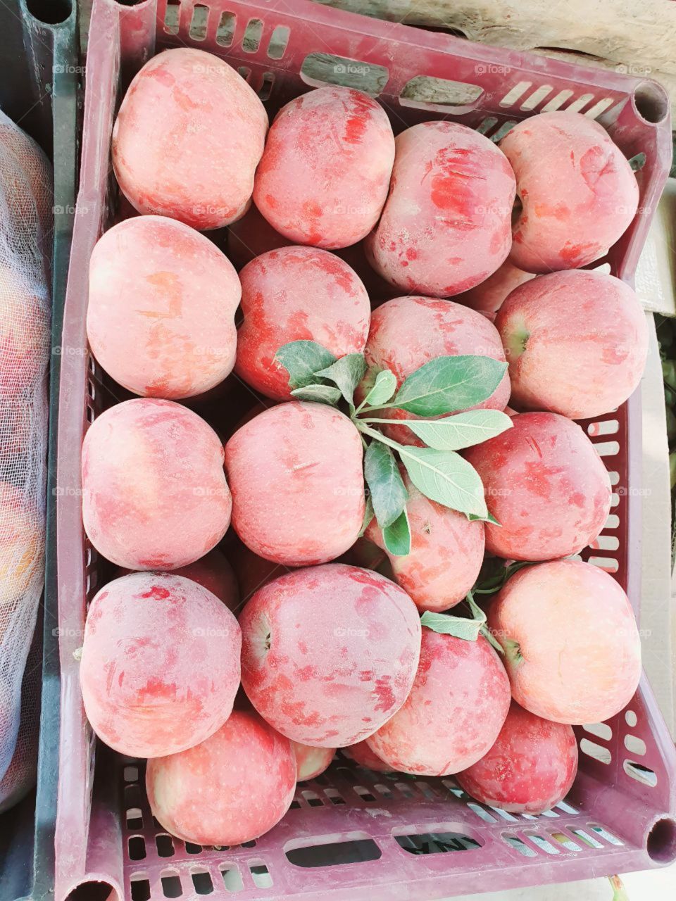 Apple 🍏🍏🍎🍎🍎