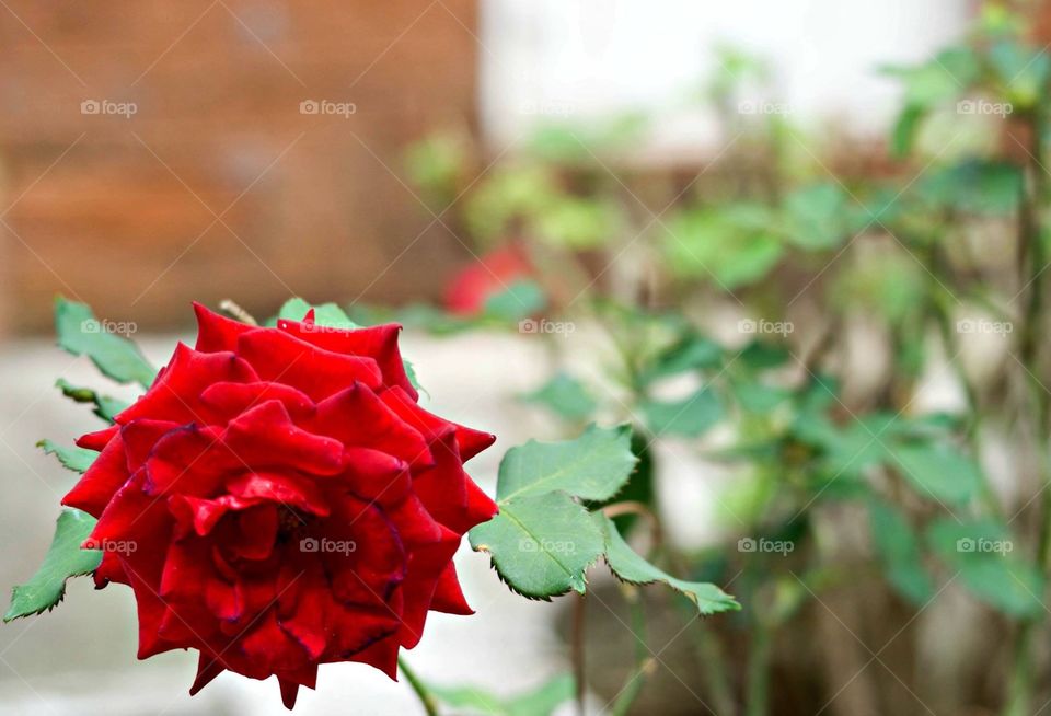 Single red rose