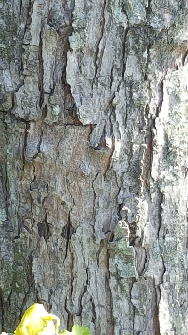 tree bark up close