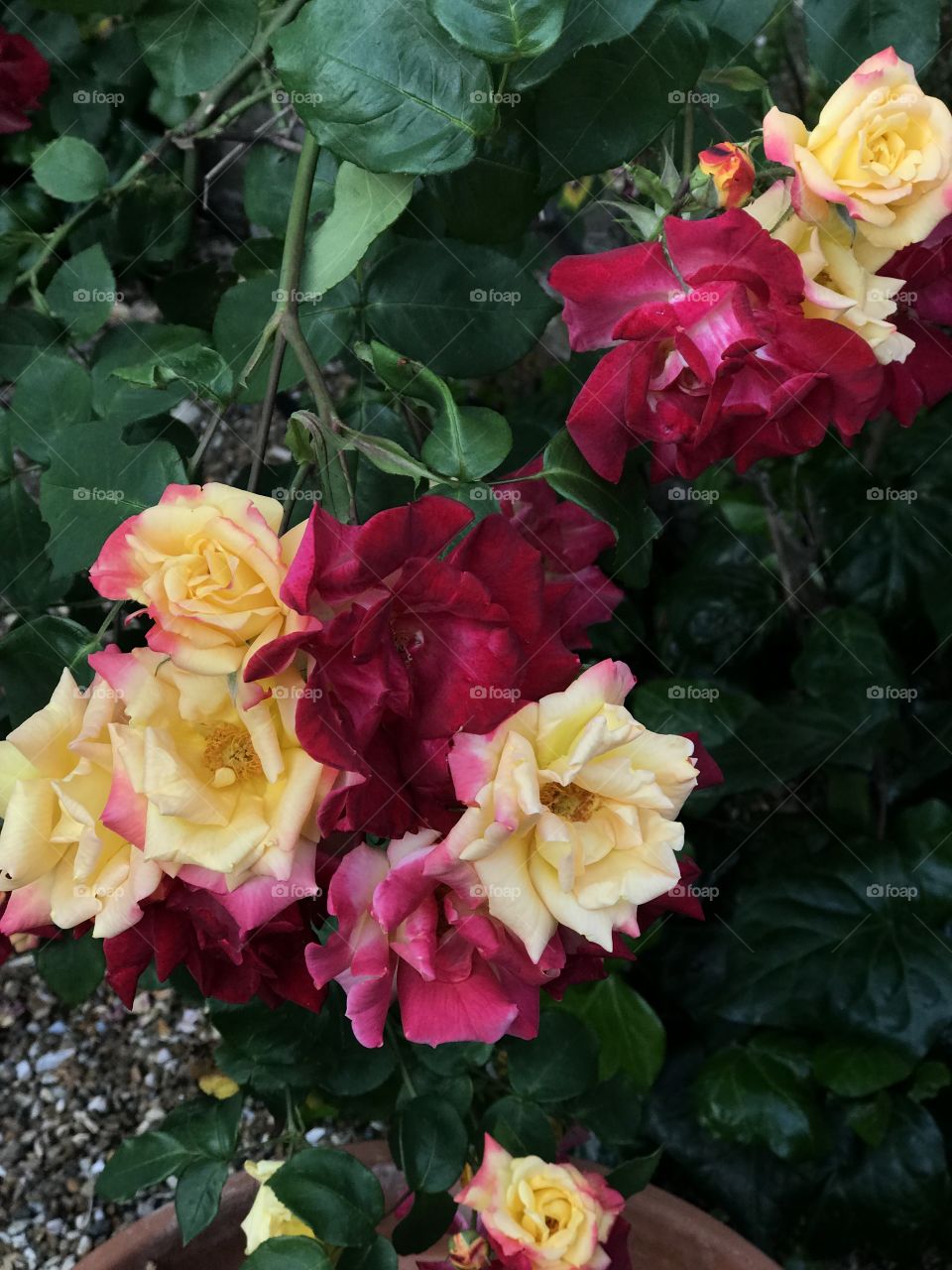 Red and yellow roses