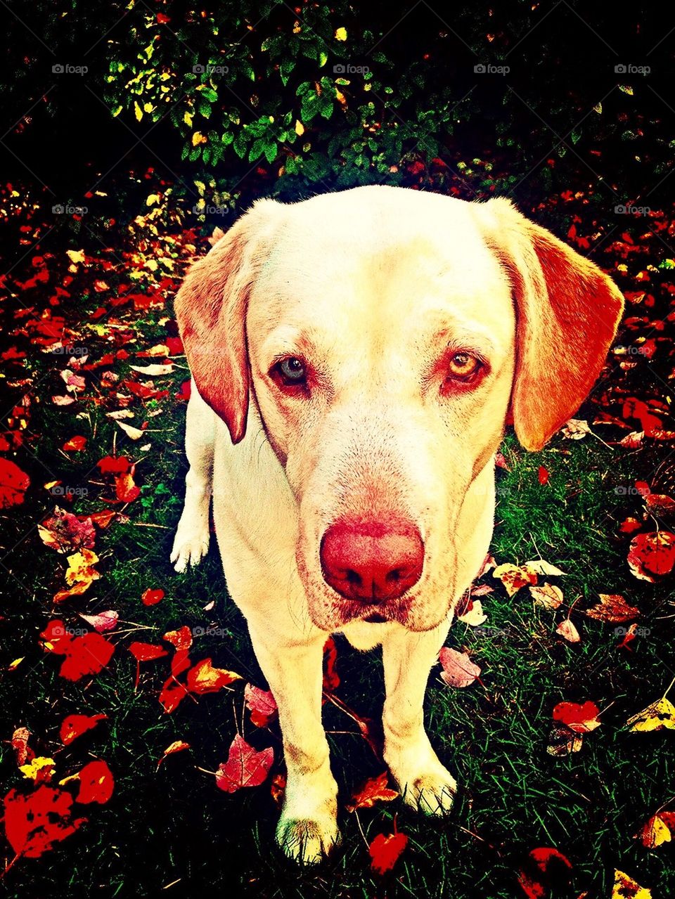 Dog In The Fall