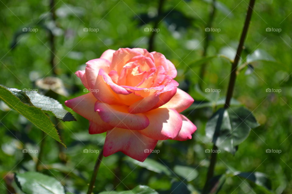 Multiple coloured rose