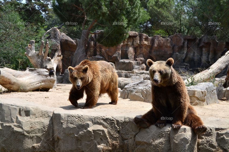 Brown bears