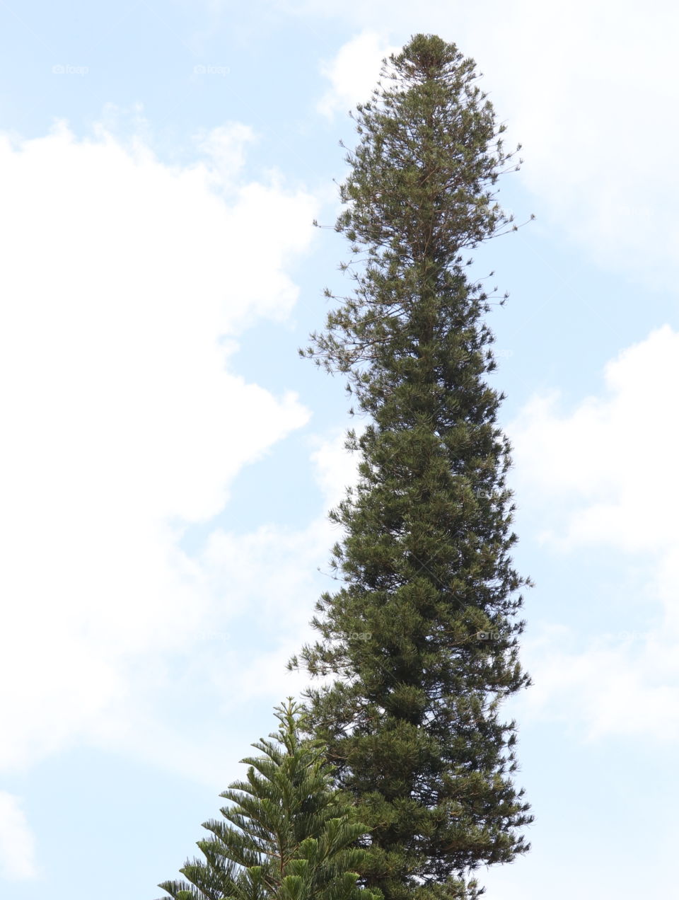 tall tree