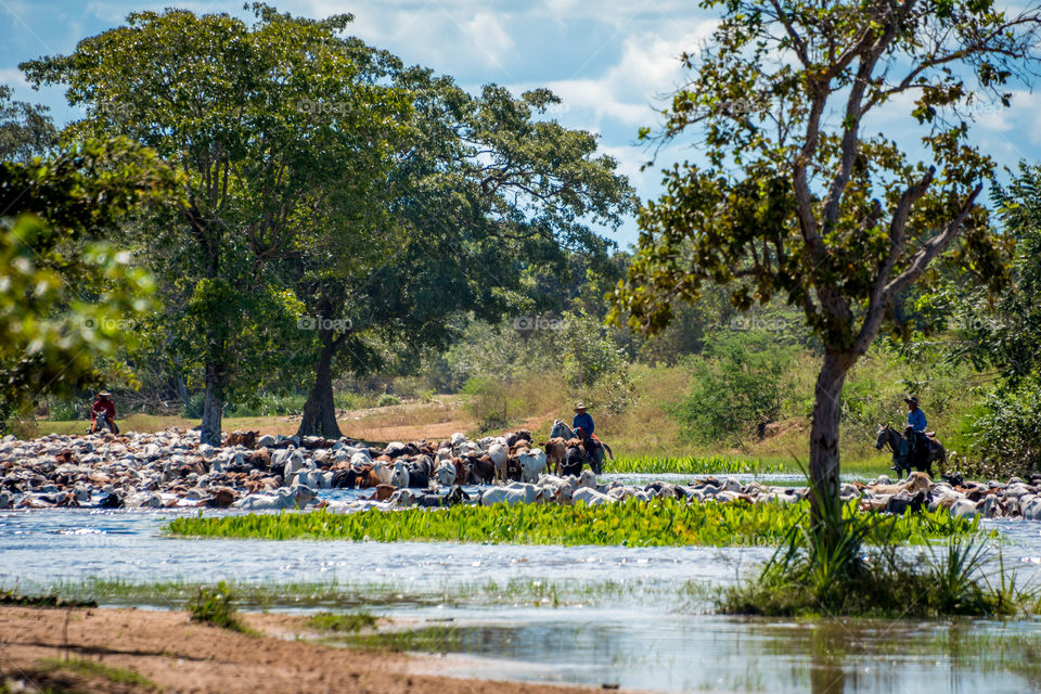 Livestock on wetlands 