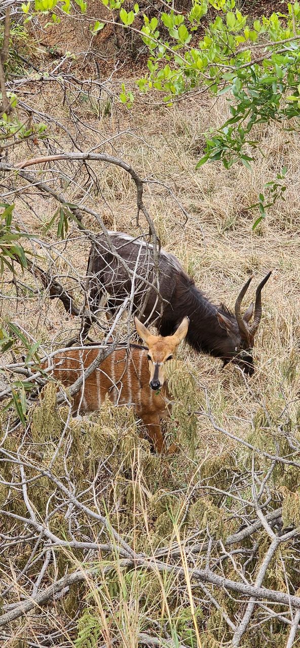 Nyala pair grazing through the dry grass in South Africa