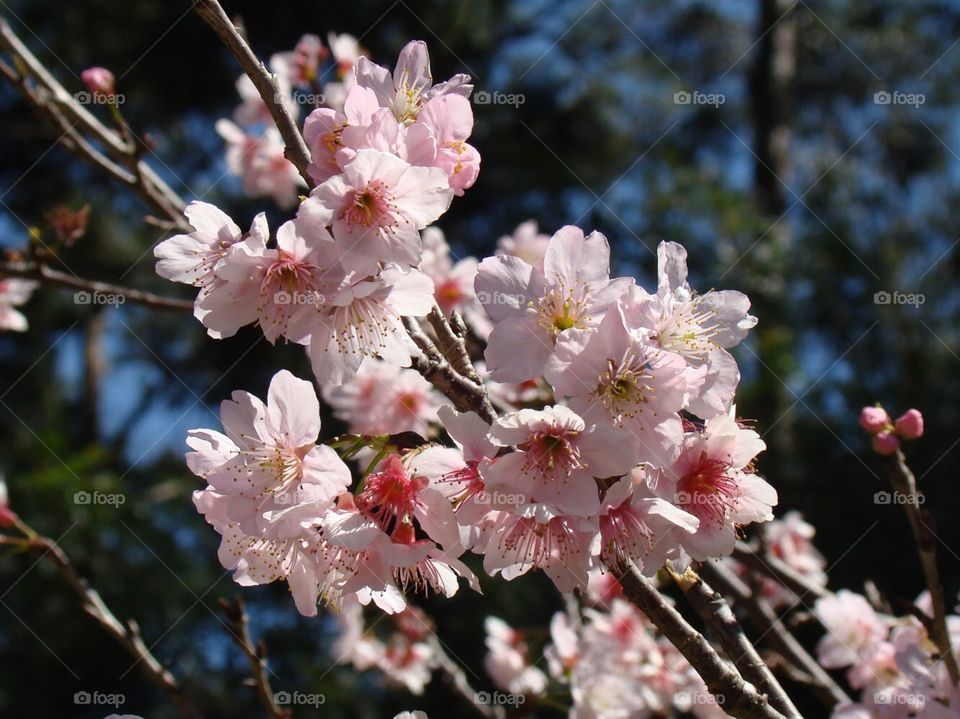 Peach blossom 