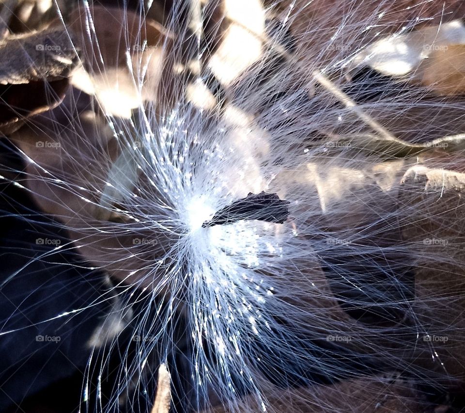 Closeup of windborne seed