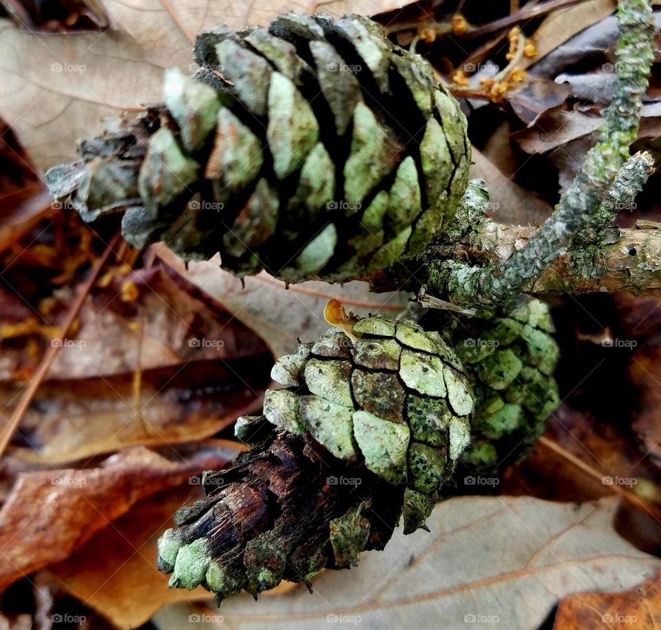 aging pines cones after the rain.