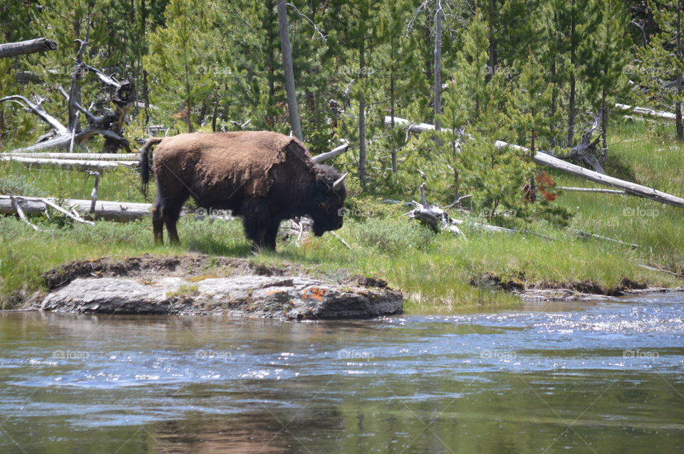 Wild Buffalo, Yellowstone National Park