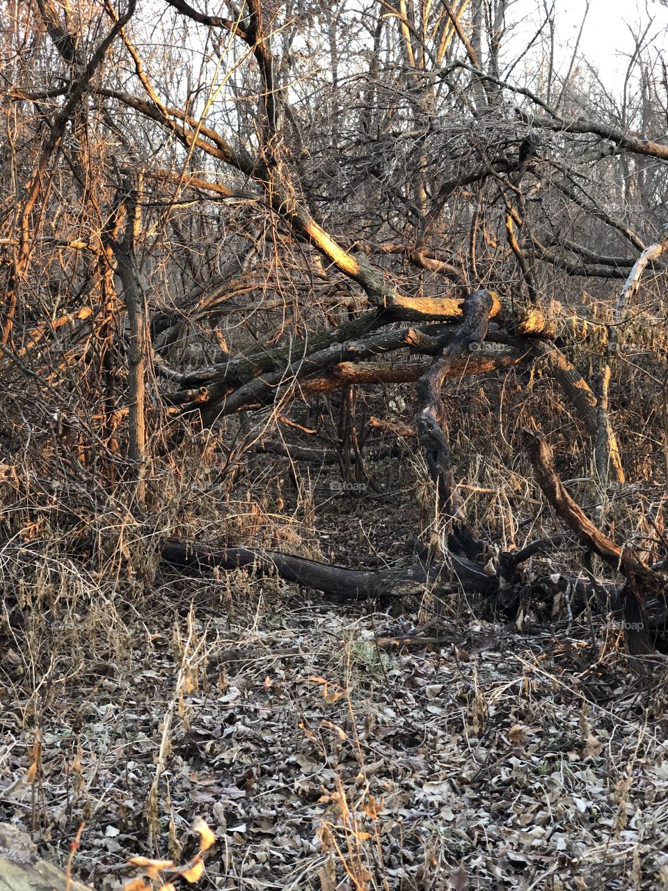 Hidden trail in the forest.