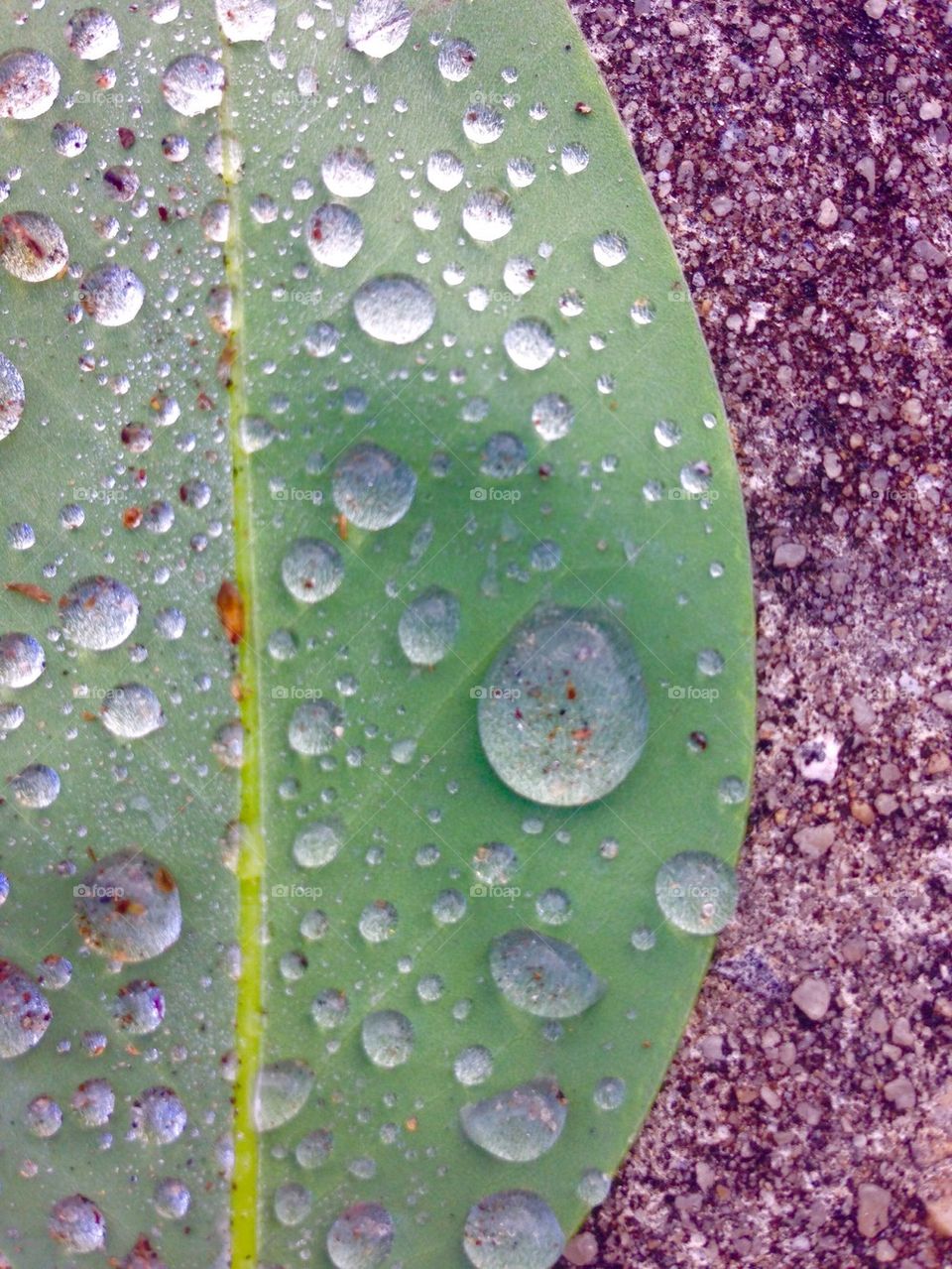 Leaf with raindrops