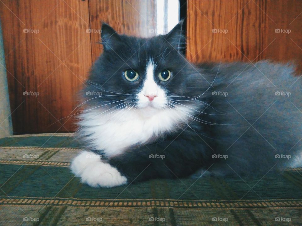 Gray fluffy homemade cat