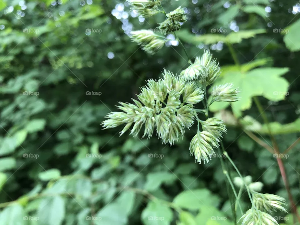 HD Grass CloseUp Shot for Nature Lovers | Green Forest Photo