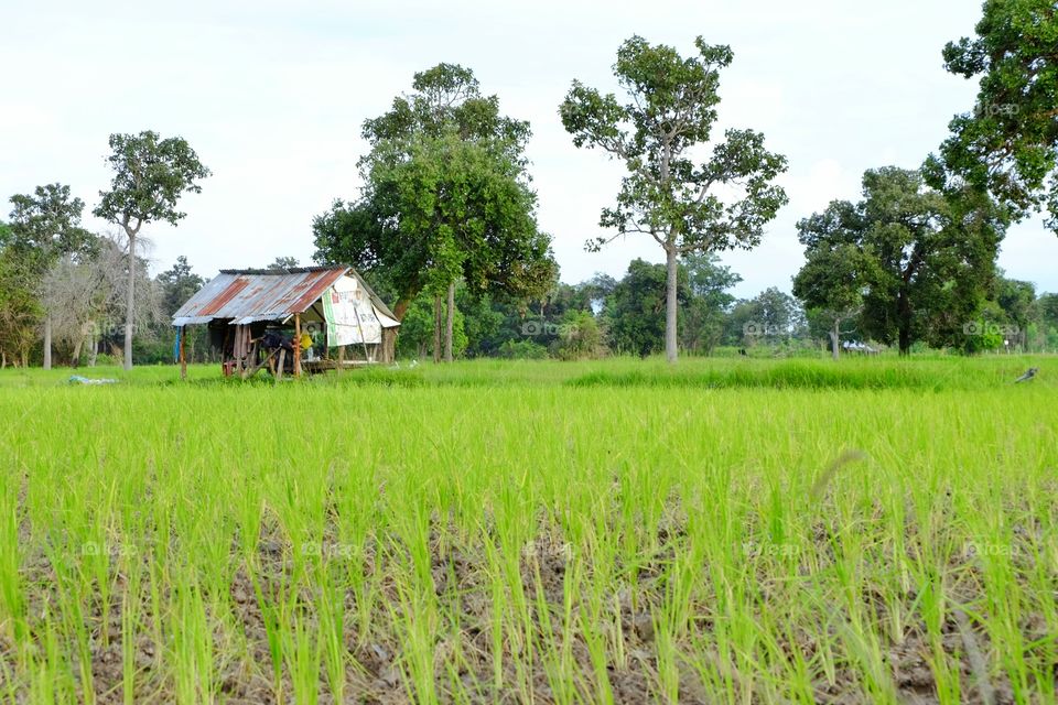 Rice field