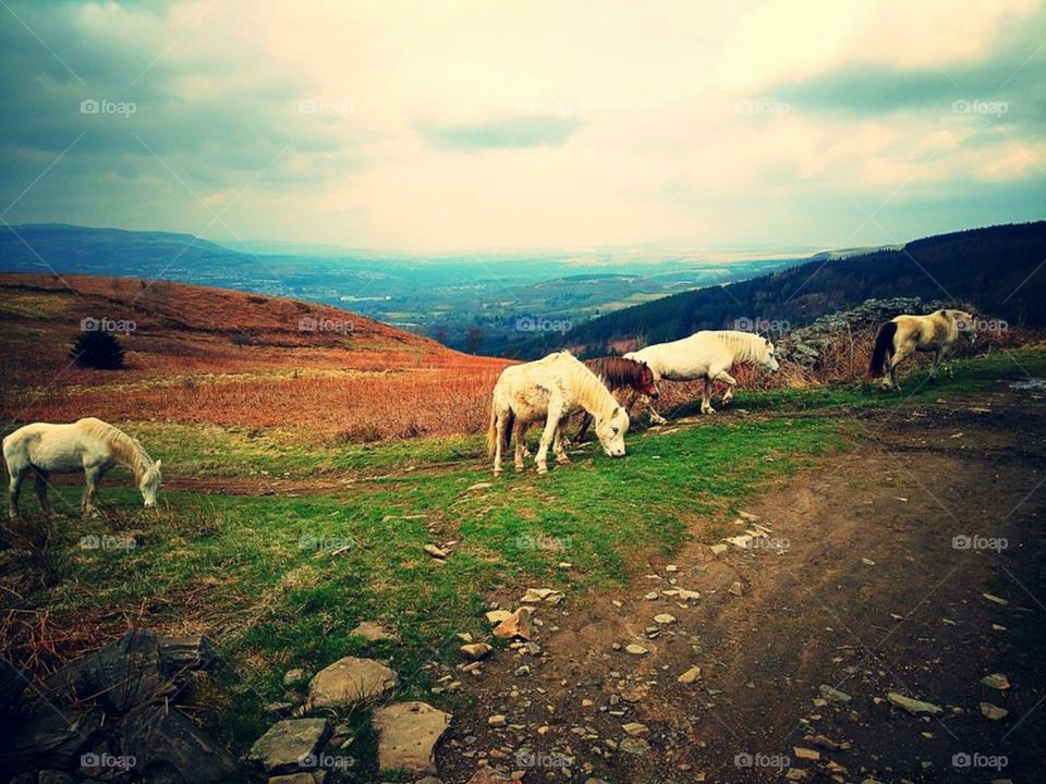 Wild horses on Cwmbach mountain, Aberdare, South Wales - Spring 2018