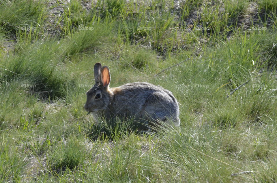 Rabbit in Grass