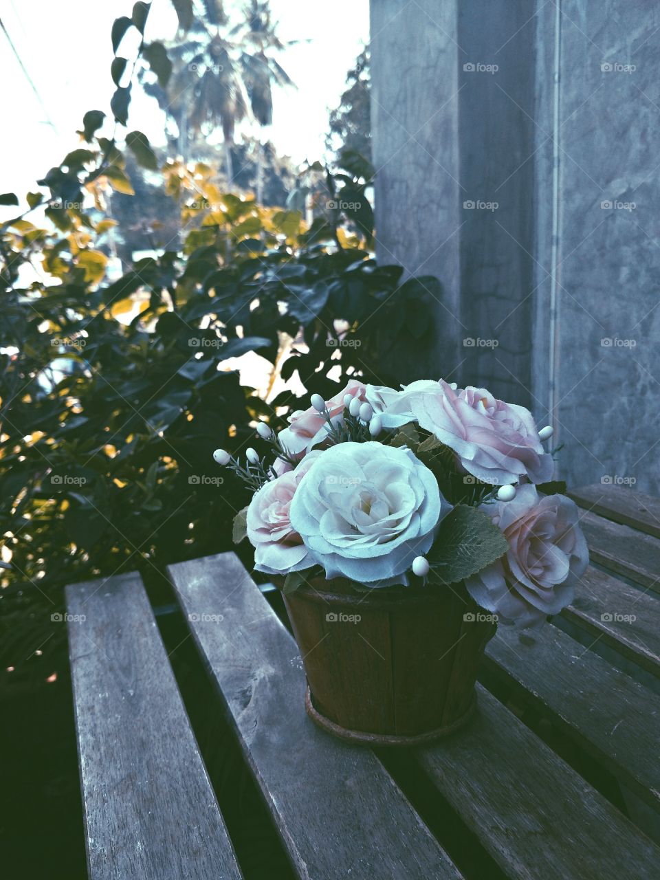 Flower, Garden, Rose, No Person, Flora