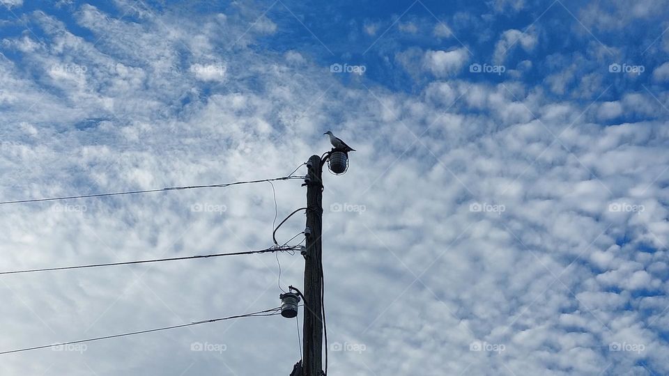 A gull sitting high, cloudy sky