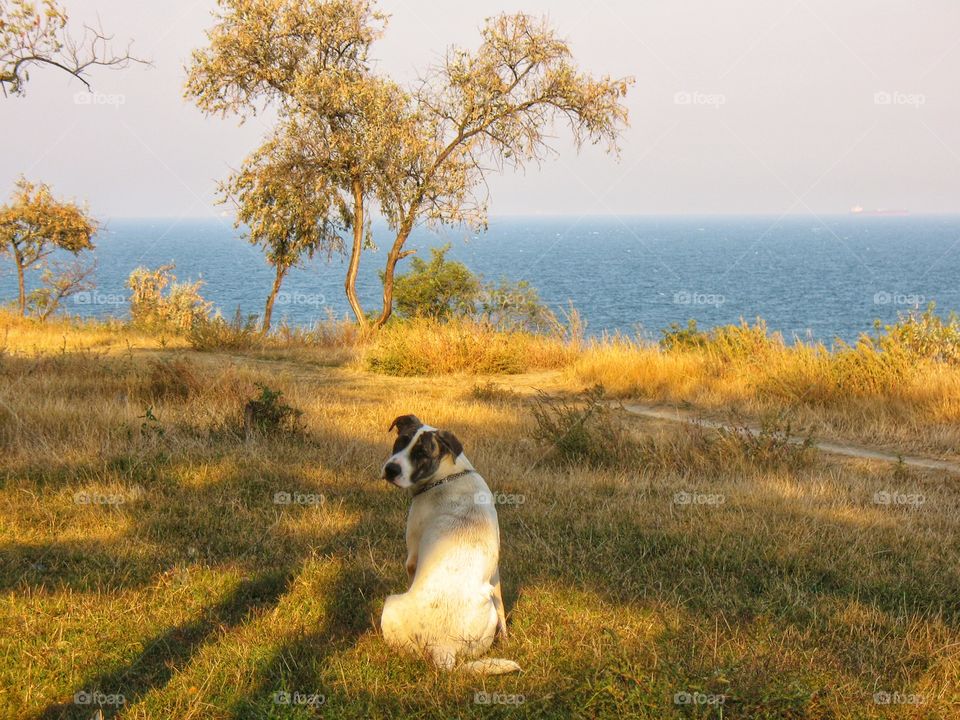 dog in the wild собака на природе