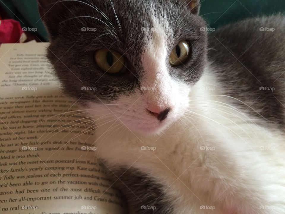 My cat doesn't like it when I read