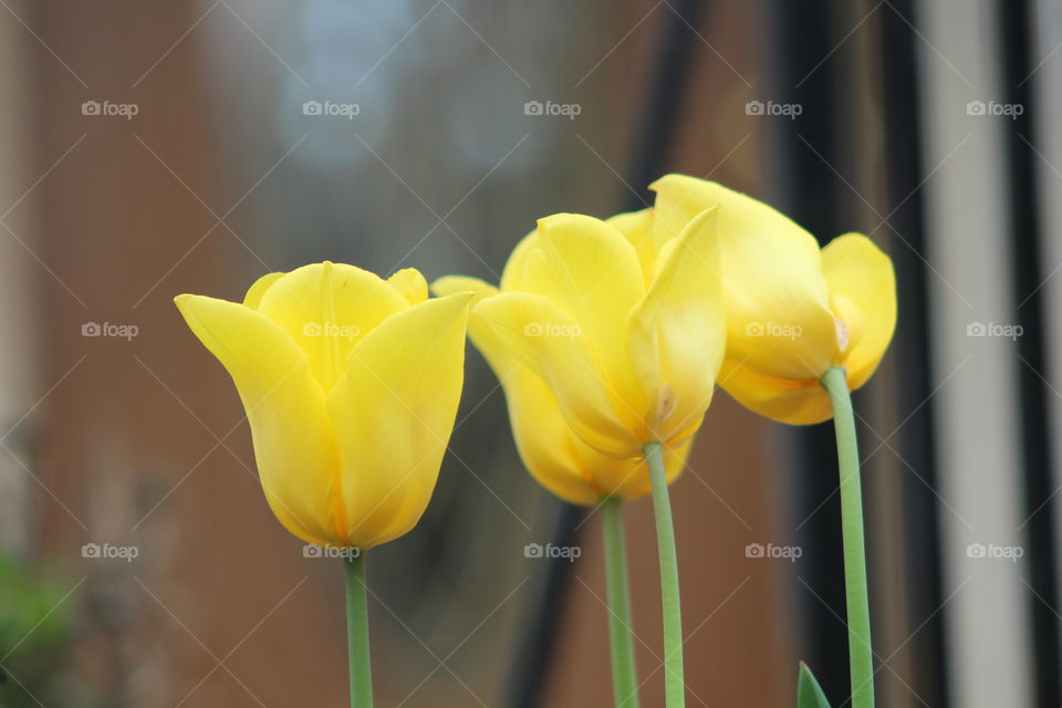 Four bright yellow tulips in May