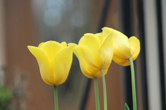 Four bright yellow tulips in May