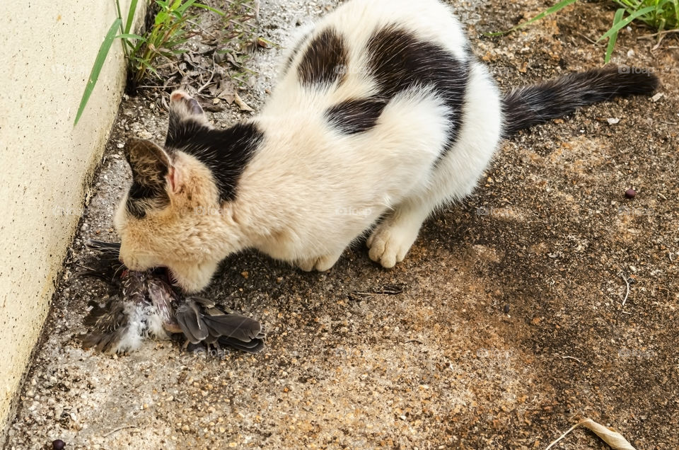 Black And White Cat Eating A Bird