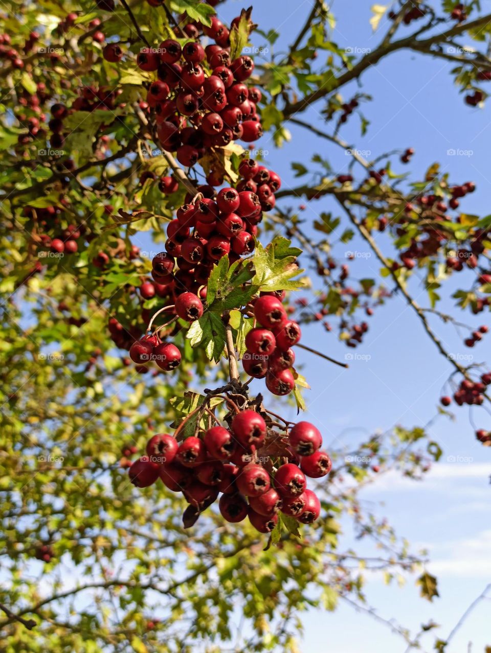 Fall Wins! (Bonus Exclusive Mission)