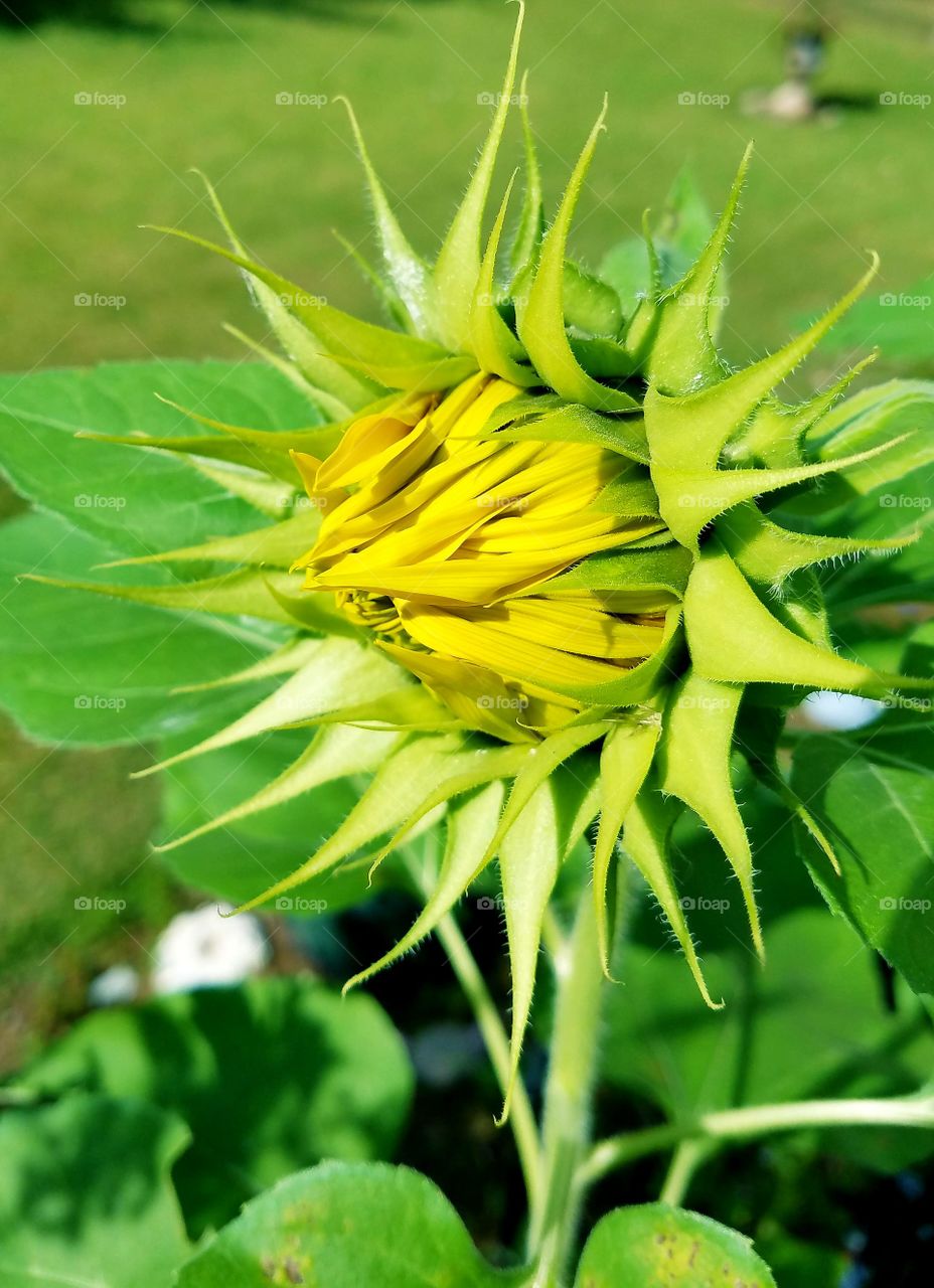 Sunflower bud before opening.