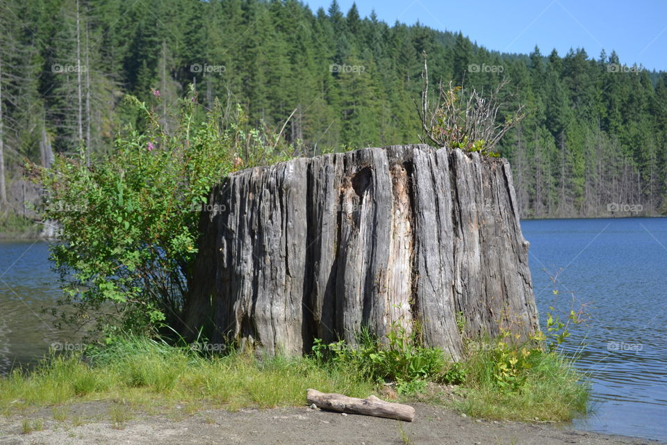 Old growth forested stump on edge of forest by lake in late summer in British Columbia 