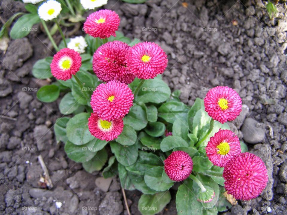 Bright pink daisies in the spring garden
