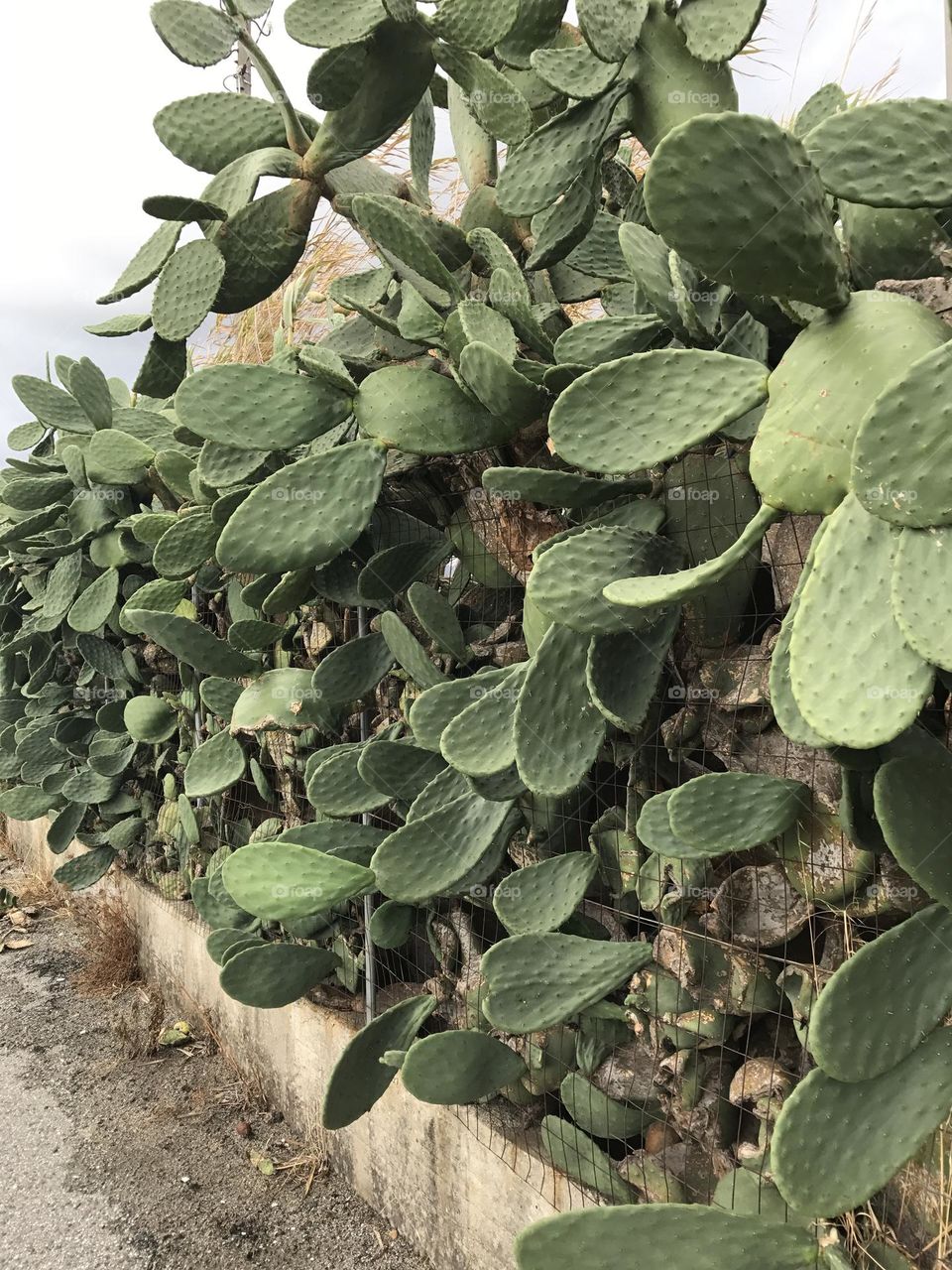 Green massive cactus 