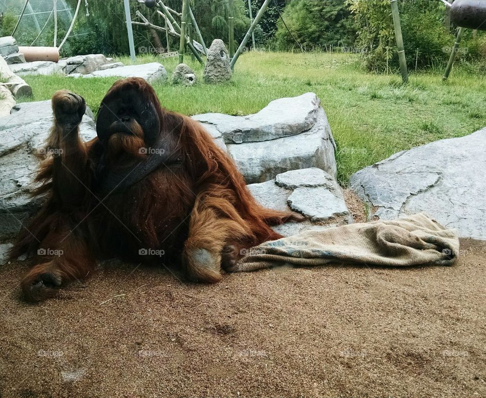 Male Orangutan With Blanket
