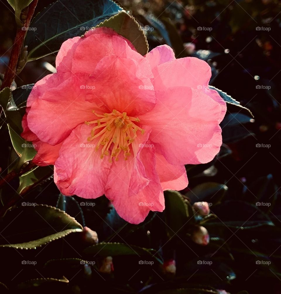 Closeup camellia 