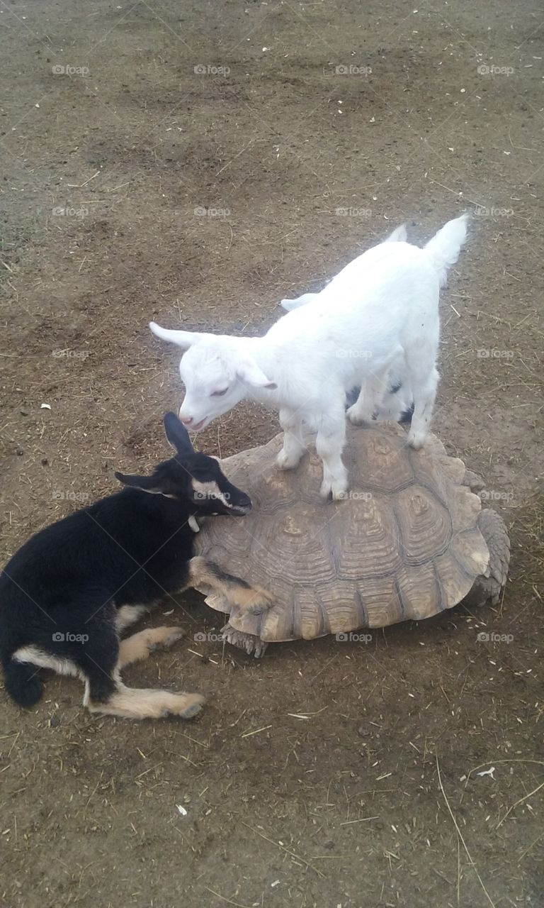 Turtle time. Went to the fair and the goats had a wonderful time jumping around on this big guy