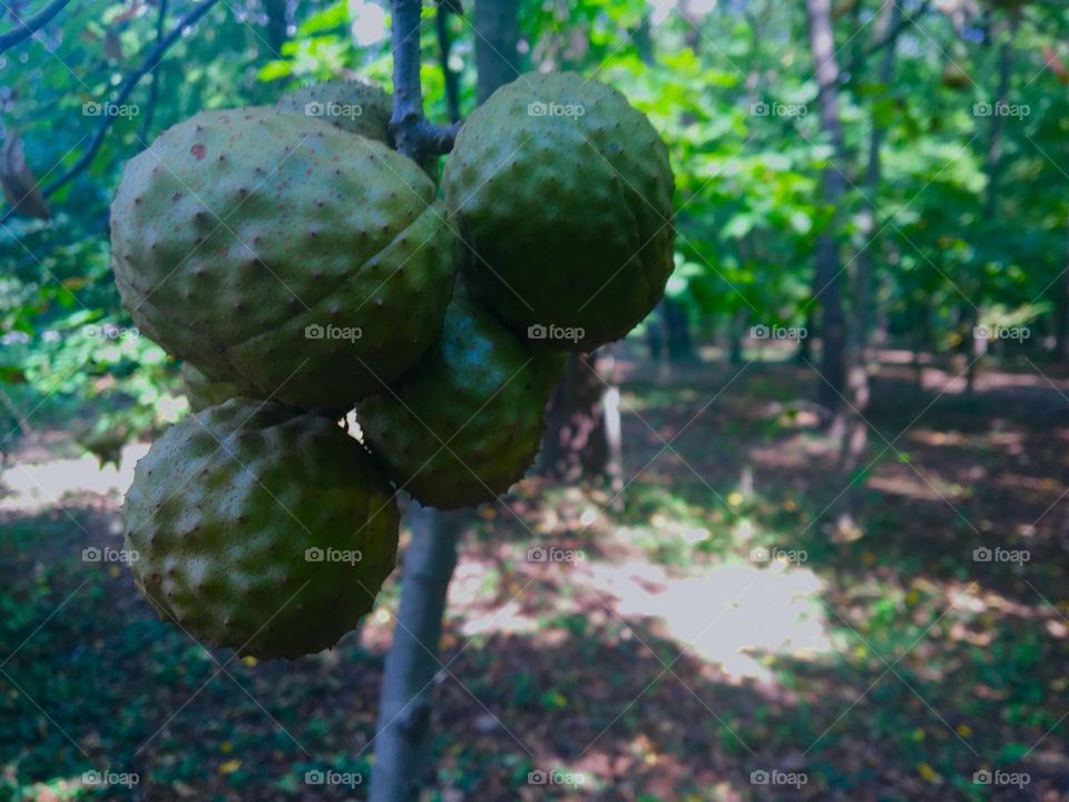 Tree balls