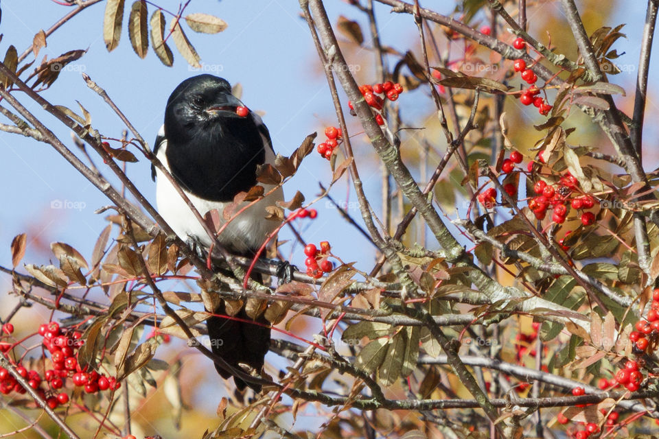 Magpie  bird eating berry . Skata äter rönnbär 