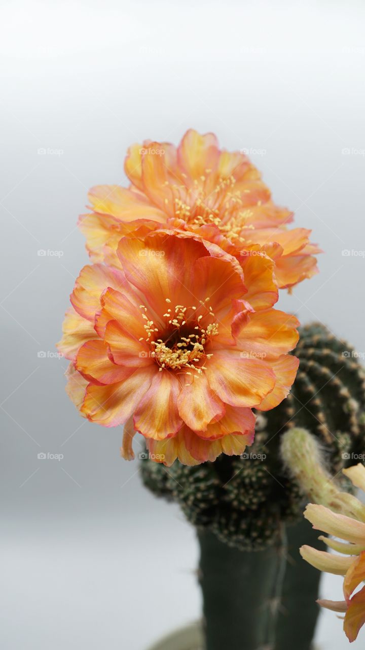 lobivia cactus flowers
