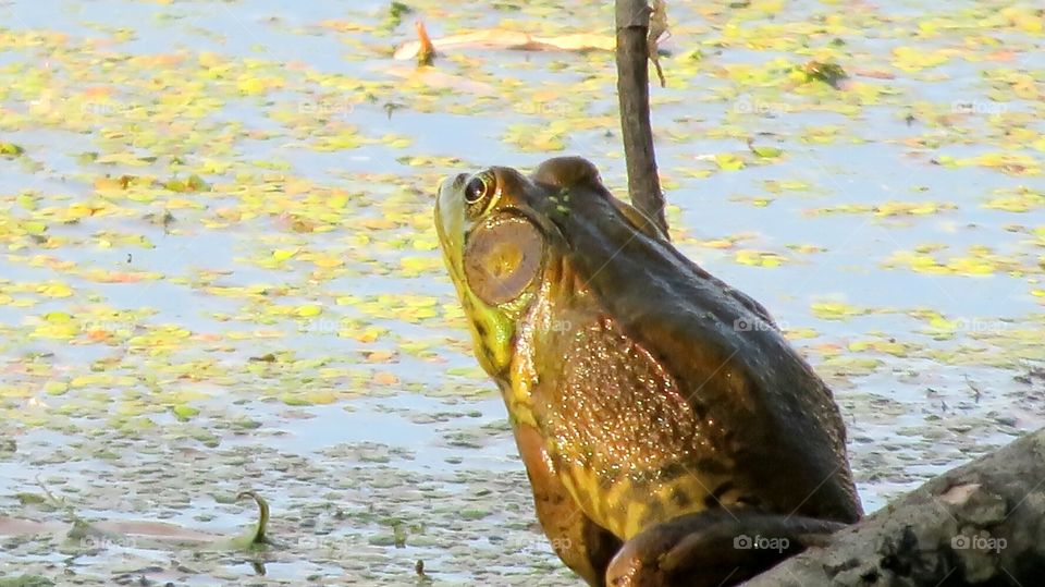 Bull frog waiting