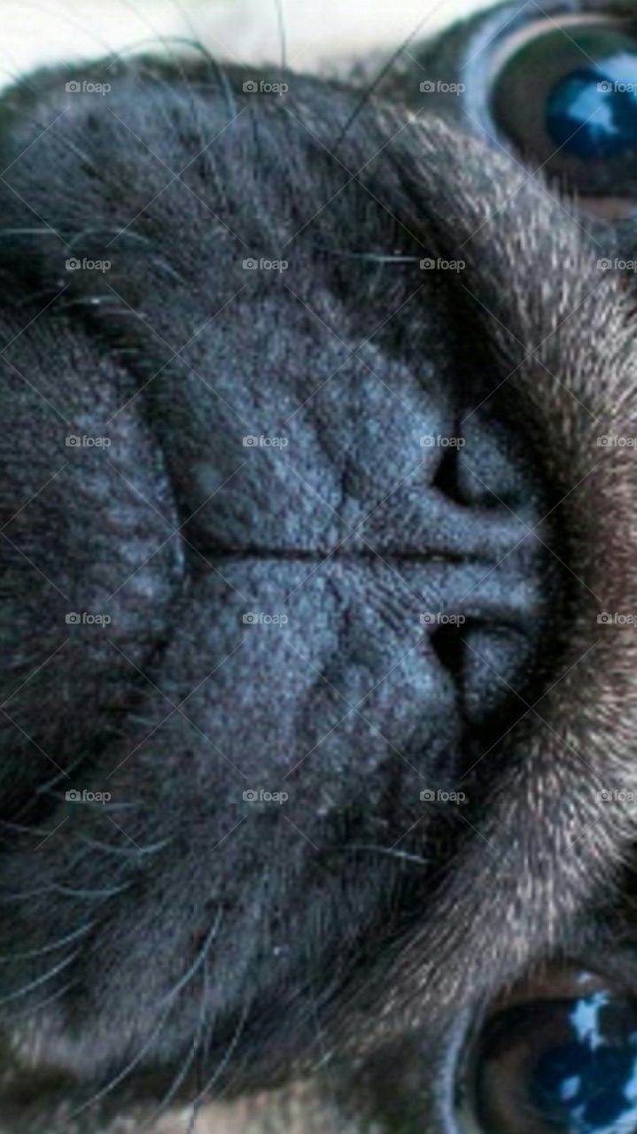 Closeup  Photo  of  Pugs  face