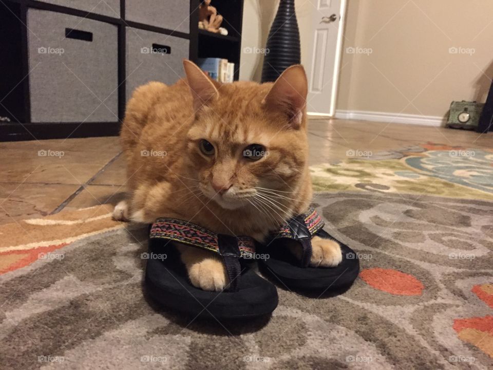 Kitty finds his new summer kicks!