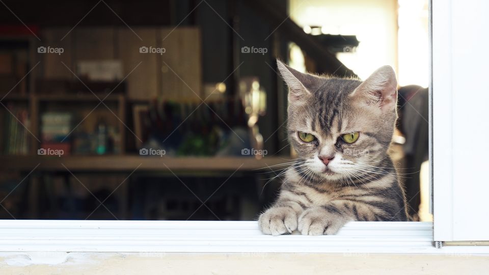 funny cat on the window